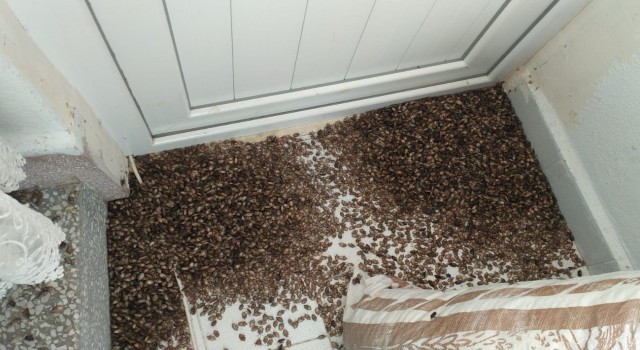 Yılda 300 kat çoğalabiliyor: Kahverengi kokarcalar, Orduda toplu şekilde evlere giriyor