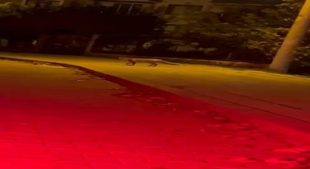 Aç kalan tilki oyun parkında yiyecek aradı