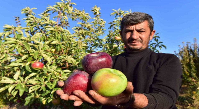 Ahlat elması yurt içi ve yurt dışı pazarında