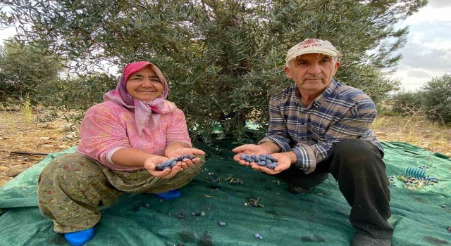 Antalyada şarkılı türkülü zeytin hasadı