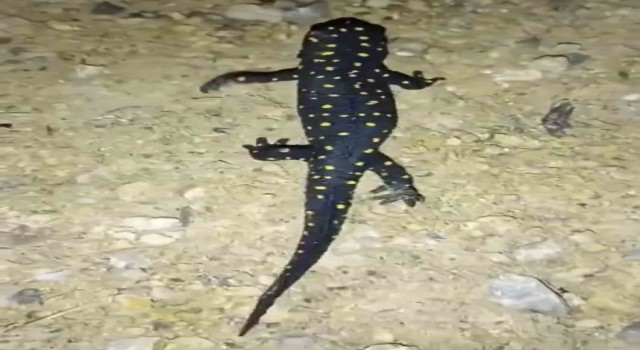 Batmanda nesli tehdit altındaki ‘sarı benekli semender görüldü