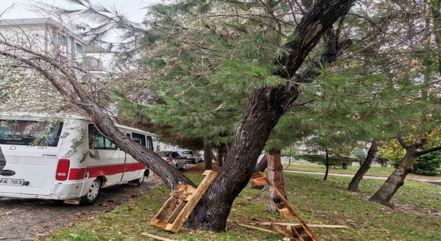 Bilecikte şiddetli rüzgarda yıkılan ağaç aracın üzerine devrildi