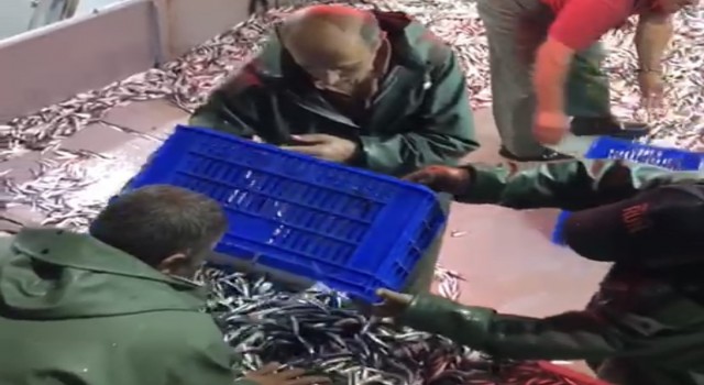 Bin 500 kasa hanesi ile limana geldiler