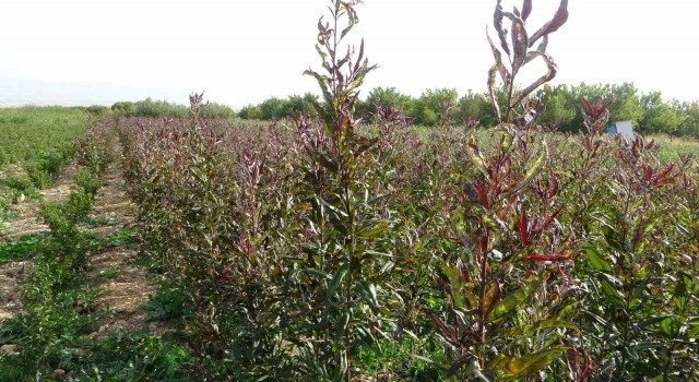 Deprem bölgesi Malatyada meyve fidanı üretimi devem ediyor