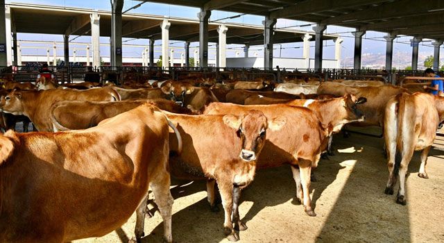 Depremde Hayvanları Telef Olan Üreticilere Büyükbaş Hayvan Teslim Edildi