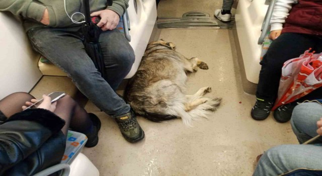 Dışarıda üşüyen köpek tramvaya sığındı