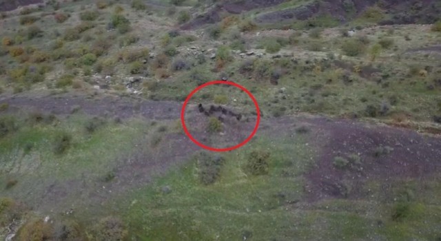 Diyarbakırda domuz sürüsünün kaçışı dronla görüntülendi