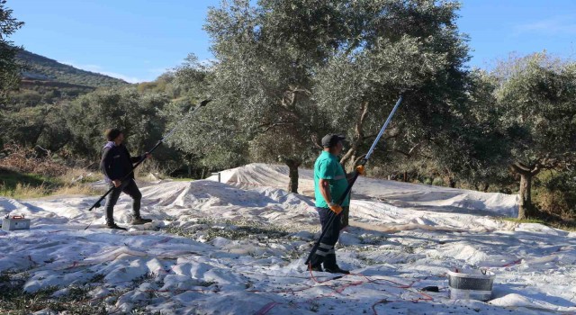 Efelerin zeytinleri için hasat başladı