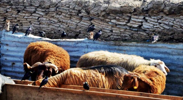 “Erzurumda hayvan yetiştiriciliğinin güçlü yanları var”
