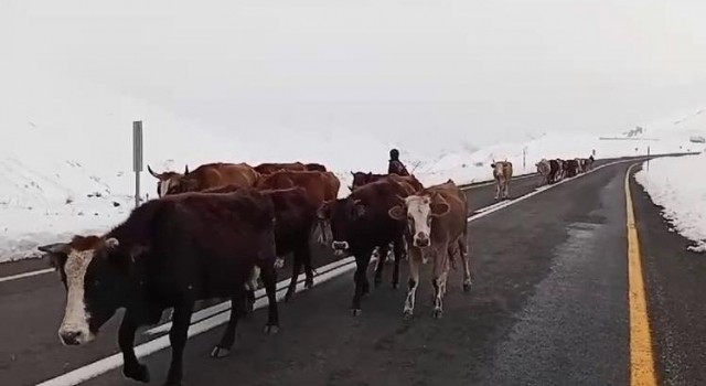 Erzurumda yaylacıların zorlu yolculuğu