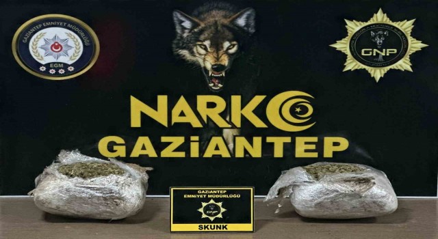 Gaziantepte 1.5 kilogram skunk ele geçirildi