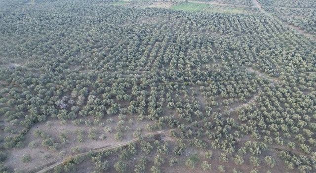 Havran İlçe Tarımda dron dönemi