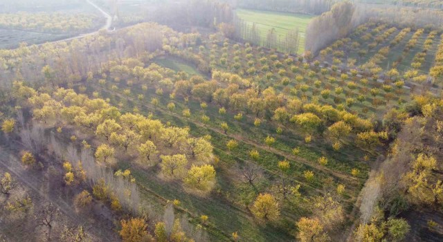 Iğdırda sonbaharın son demleri göz kamaştırdı