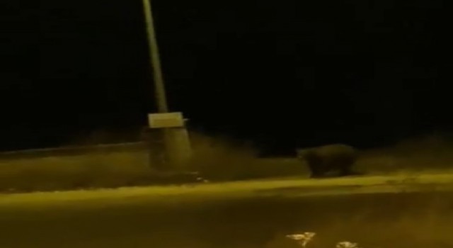 İki ayının birbirine seslenmesi cep telefonuna kamerasına kaydedildi