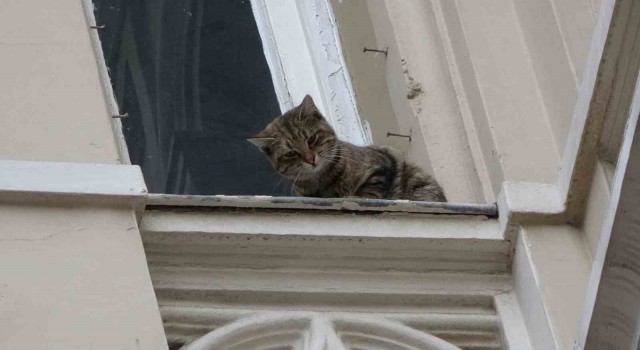 İstiklal Caddesinde film gibi kedi kurtarma operasyonu: Kediyi havada yakalamaya çalışırken tırmalandı