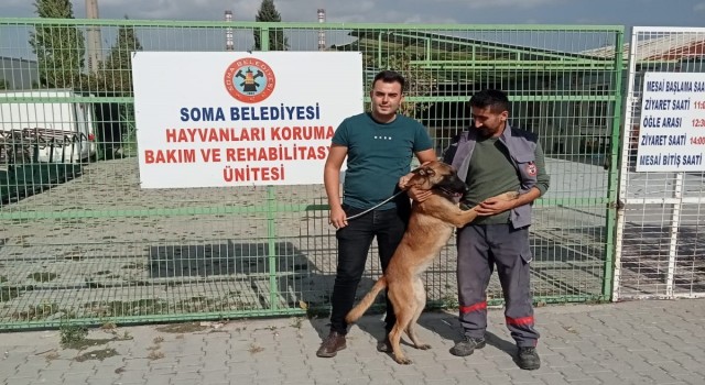 İzmirde kaybolan köpek Somada sokakta bulundu