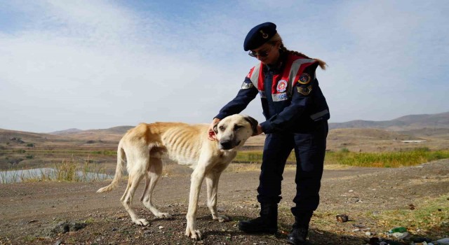 Jandarma ekipleri sahipsiz köpeklere sahip çıkıyor