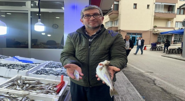 Karadeniz'de 300 gramlık mezgit yakalandı