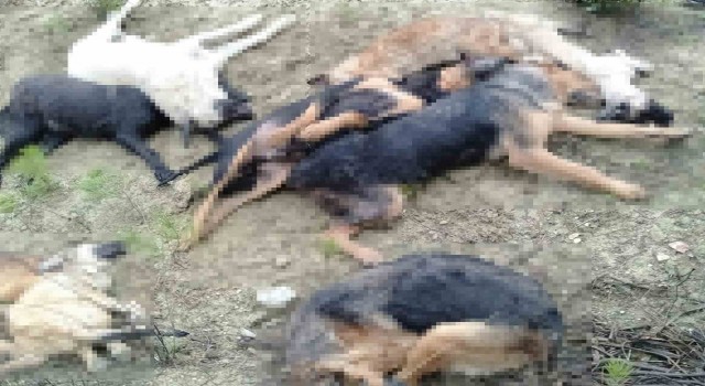 Köpek katliamında gözaltına alınan 5 kişiden 4ü mahkemeye sevk edildi