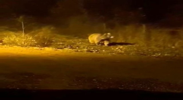 Köy merkezine inen ayıyı gören vatandaşlar, korkudan fısıldayarak konuşabildi