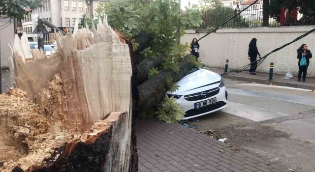 Lodos ağaç ve elektrik direğini devirdi
