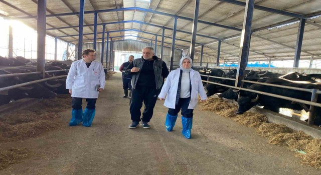 Düzce’de Manda yetiştiricileri destekleniyor