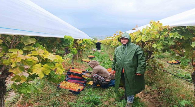 Manisada yağmur altında üzüm hasadı