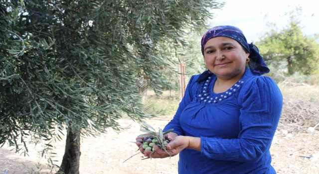 Meteoroloji uyarı verdi, çiftçi ürünü hasat etmeye başladı