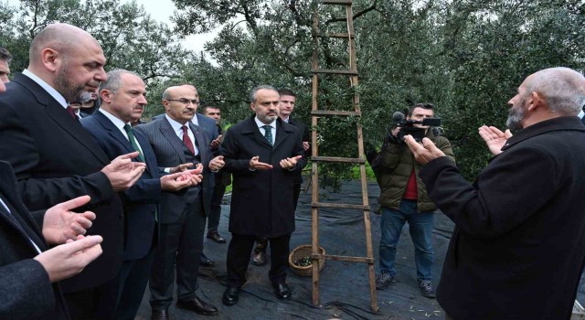 Orhangazide de zeytin hasadı başladı