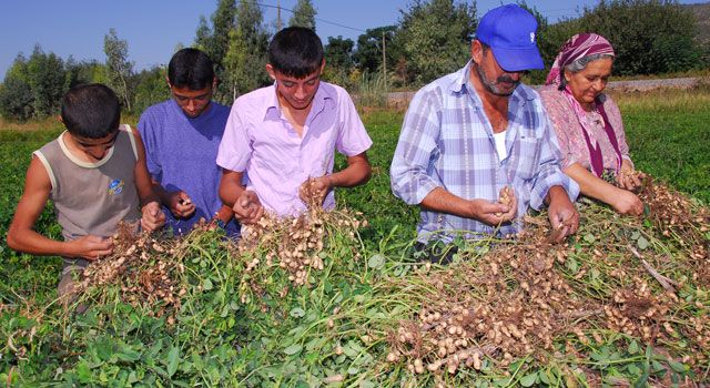 Osmaniye Yerfıstığının İnsan Sağlığına 10 Faydası