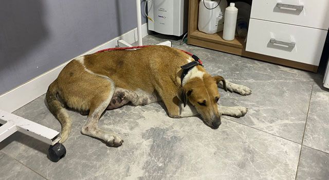 Osmaniye'de 1 kilo 150 gramlık tümörlü köpek hayata tutundu