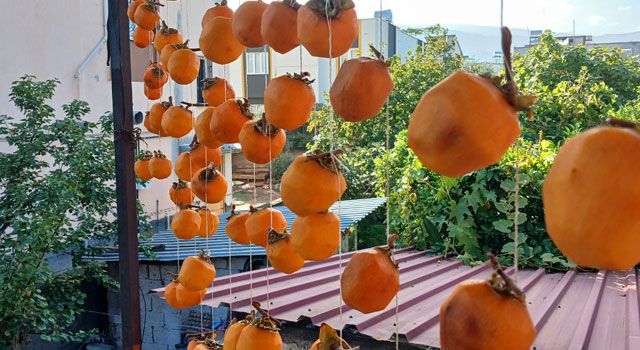 Osmaniye'de kadınlar, cennet hurmalarını kurutarak kışa hazırlanıyor