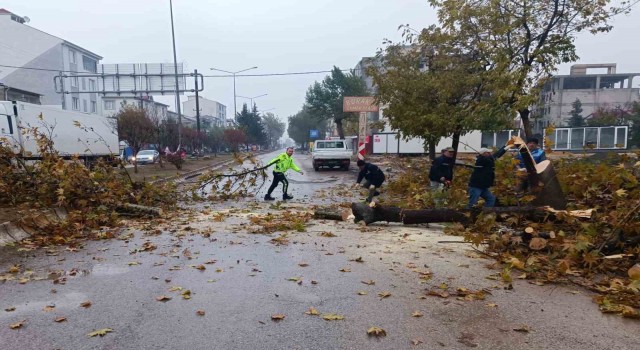 Rüzgar nedeniyle devrilmek üzere olan ağaç korkuttu