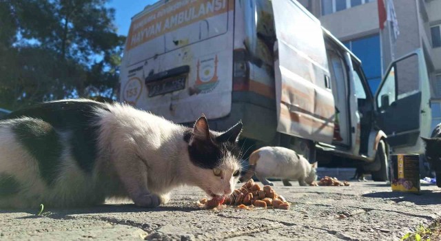 Şanlıurfada patili dostlar unutulmuyor
