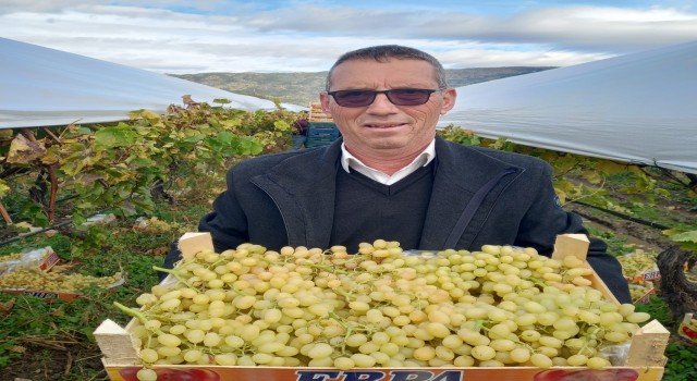 Sarıgölde bir yandan hasat bir yandan budama