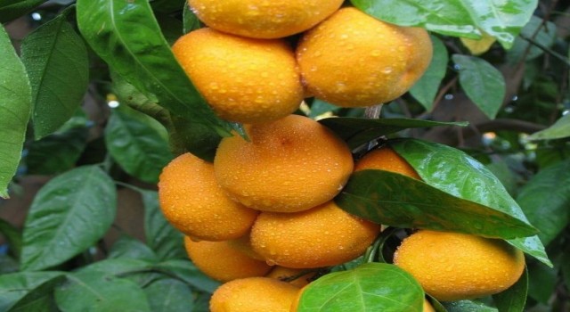 İzmir'in Seferihisar İlçesi Mandalina şenliğine Hazırlanıyor