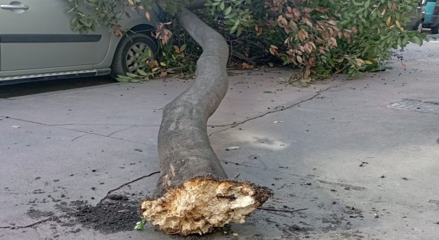 Şiddetli rüzgarda park halindeki araçların üzerine ağaç devrildi