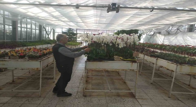 Sincan Belediyesinin seralarında Öğretmenler Günü hazırlığı