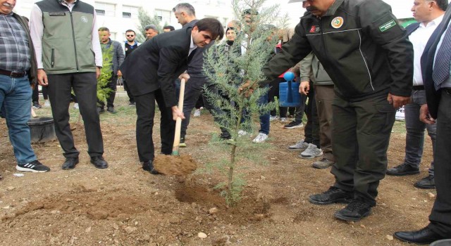 Şırnakta 250 bin fidan toprakla buluşacak