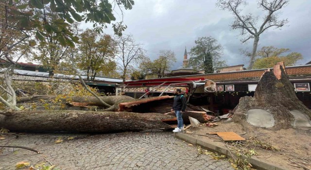 Tarihi Kozahanda 250 yaşındaki tarihi çınar fırtınaya dayanamadı