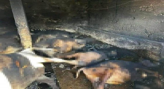 Trabzonda çıkan yangında 12 hayvan telef oldu