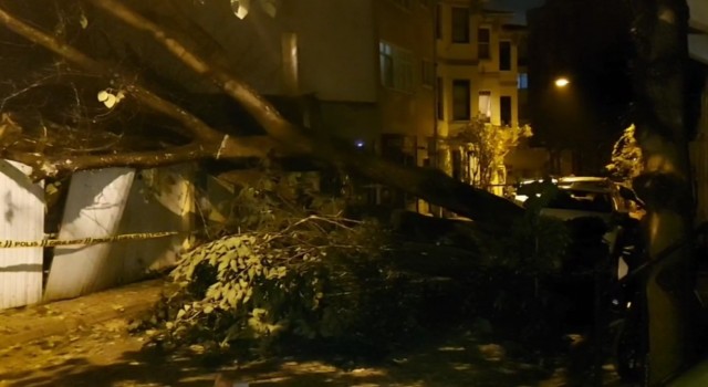 Üsküdarda evin bahçe duvarına ağaç devrildi