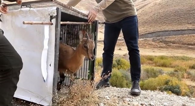 Yavru yaban keçisi ailesine kavuştu