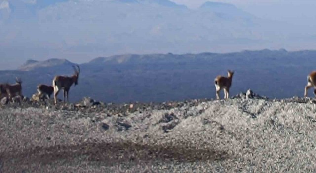 Ağrıda ‘Dağ Keçileri sürü halinde görüntülendi