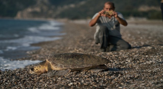 Antalyada 2023 yılında 144 bin 334 yavru caretta caretta denizle buluştu