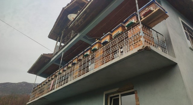 Bartın’da Ayıların saldırısından kurtardığı kovanları evinin balkonuna taşıdı