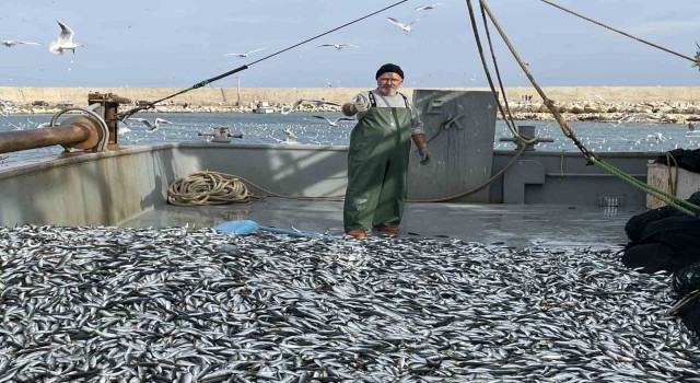 Balıkçının yüzü güldü: İstavrit bolluğu yaşandı
