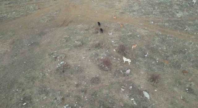 Başkentte başıboş köpek sürüleri havadan görüntülendi