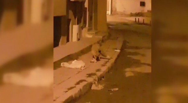 Bayburtta aç kalan tilki yiyecek aramak için şehir merkezine indi