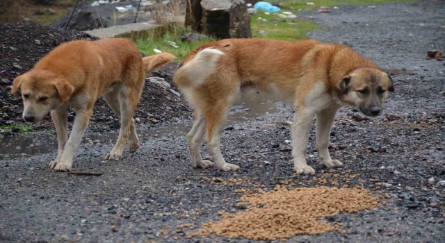 Beytüşşebaptaki sokak köpekleri yalnız bırakılmadı
